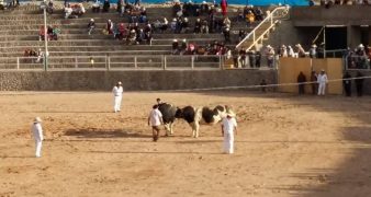 Peleas de toros en el Distrito de Characato